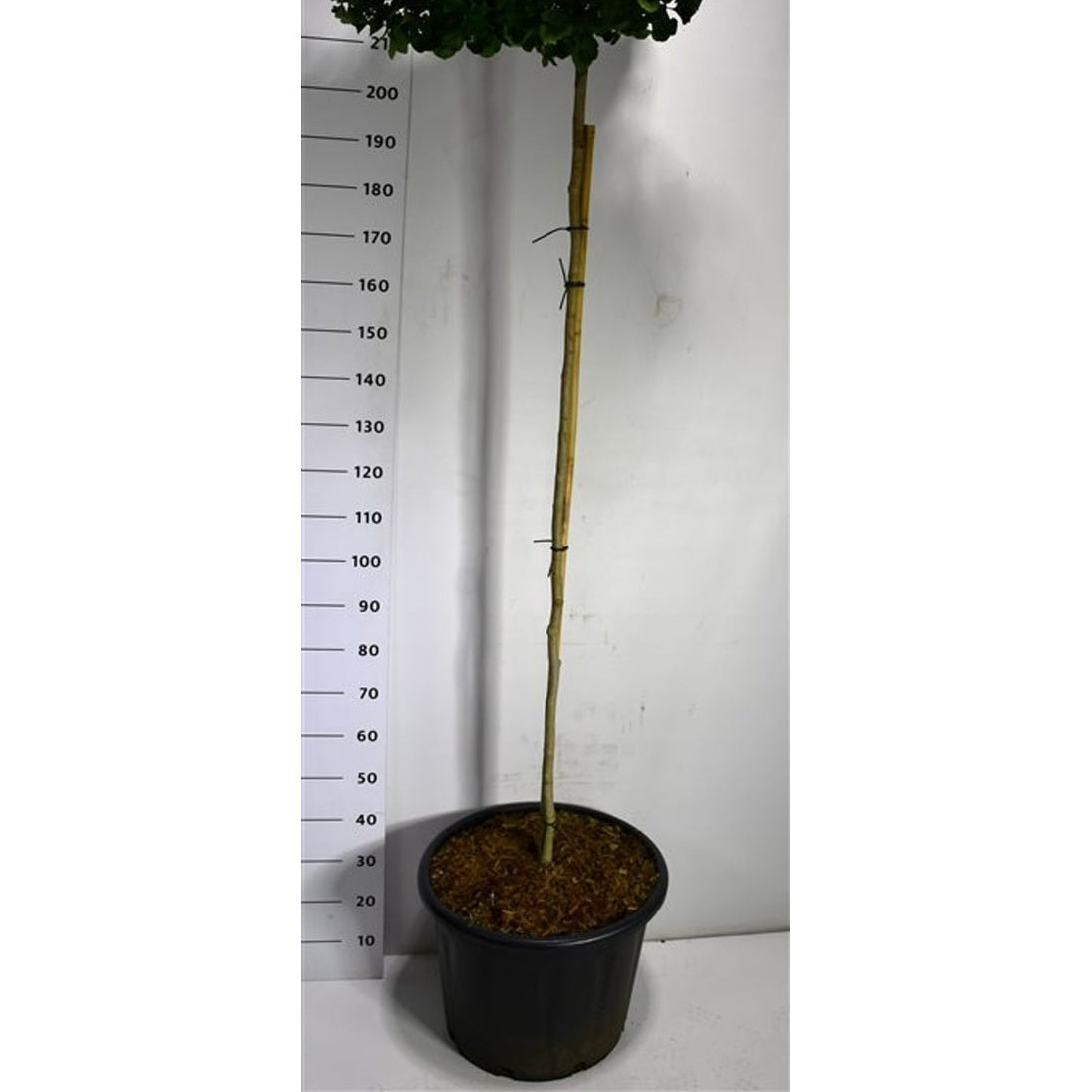 Ginkgo – Ginkgo biloba 'Mariken' - 180 CM Stem Cont.